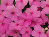 Impatiens Lollipop Bubblegum Pink Flower Seeds - CGASPL