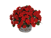 Impatiens Lollipop Cherry Red Flower Seeds - CGASPL