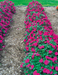 Impatiens Lollipop Raspberry Violet Flower Seeds - CGASPL