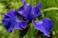 Iris Blue Flower Bulbs (Pack of 10 Bulbs) - CGASPL