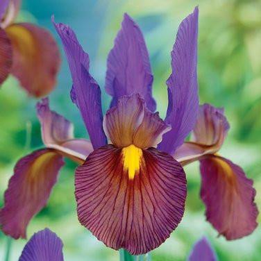 Iris Eye of the Tiger Flower Bulbs (Pack of 10 Bulbs) - CGASPL