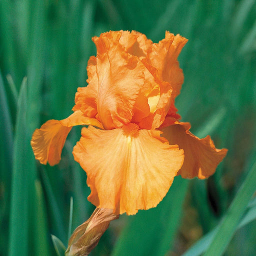 Iris Orange Flower Bulbs (Pack of 10) - CGASPL