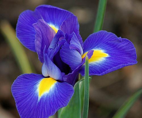 Iris Professor Blauw Flower Bulbs (Pack of 10) - CGASPL