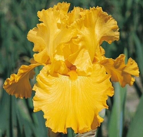 Iris Strong Gold Flower Bulbs (Pack of 10) - CGASPL