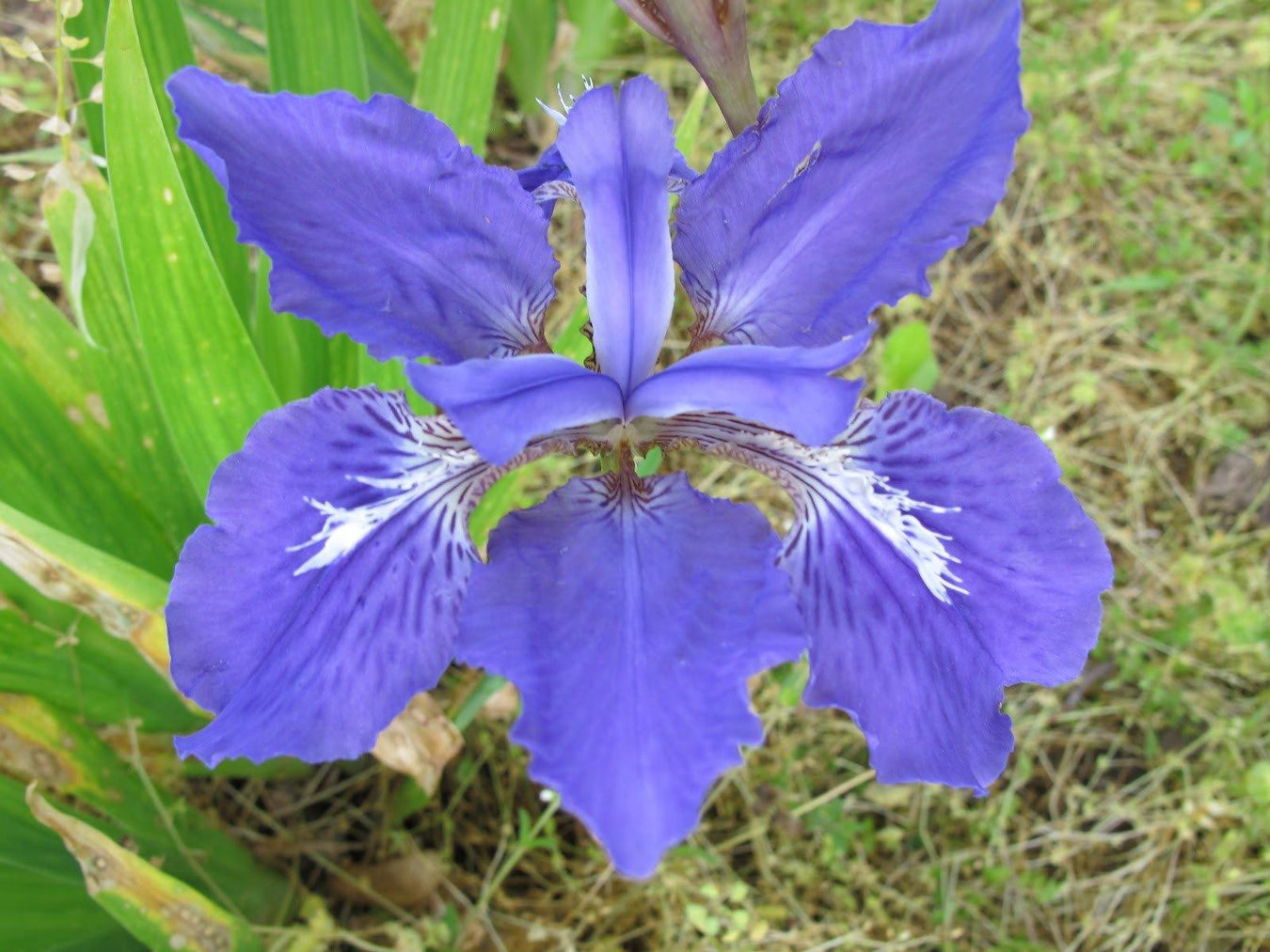 Iris