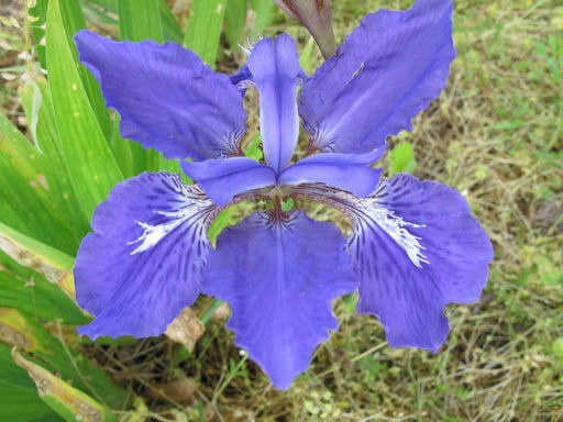 Iris Tectorum Blue Flower Bulbs (Pack of 12) - CGASPL