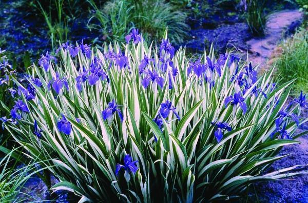 Iris Variegata Light Blue Flowers Bulbs (Pack of 12) - CGASPL