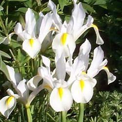 Iris White Flower Bulbs (Pack of 10 Bulbs) - CGASPL
