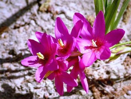 Ixia Flexuous Pink Flower Bulbs (Pack of 10) - CGASPL