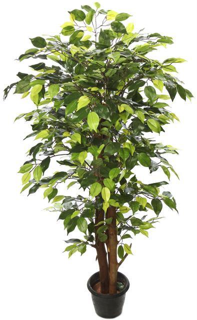 Artificial Ficus Plant - 5 Feet - CGASPL