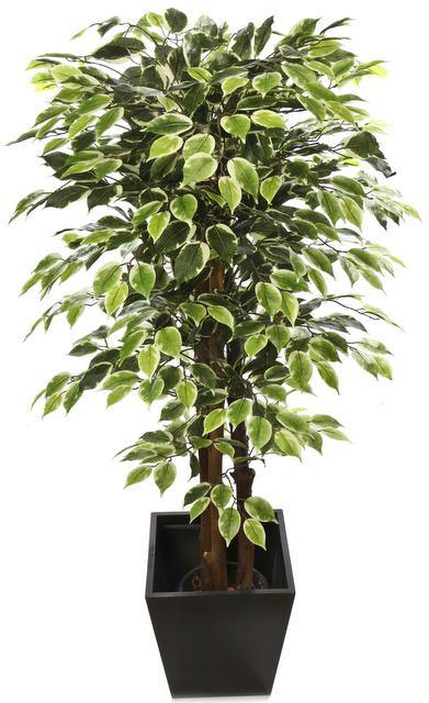 Artificial Variagted Ficus Plant  - 5 feet - CGASPL
