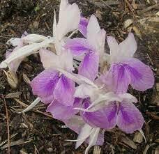 Kaempferia Rotunda (blue-white) Flower Bulbs (Pack of 6) - CGASPL