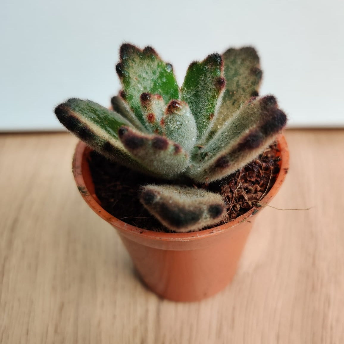 Kalanchoe Succulents