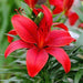Lilium Asiatic-Red Flower Bulbs (Pack of 10) - CGASPL