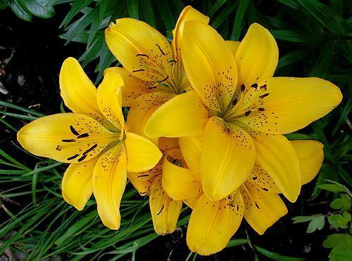 Lilium Asiatic-Yellow Flower Bulbs (Pack of 10) - CGASPL