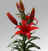 Lilium Asiatic Blushing Joy Red Flower Bulbs (Pack of 10) - CGASPL