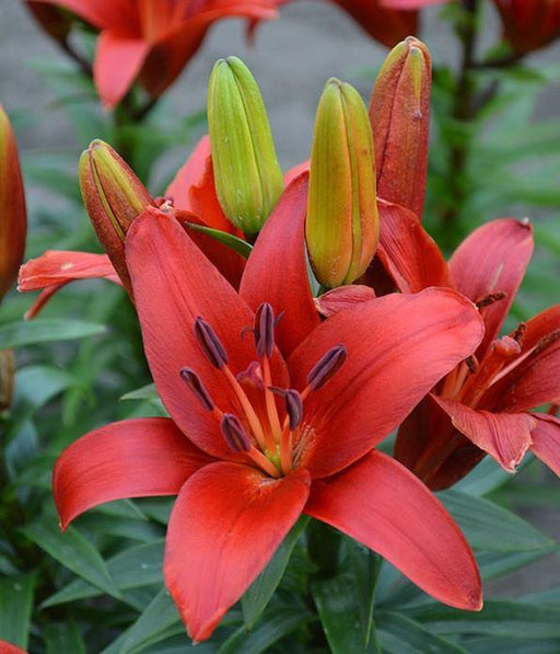 blushing joy asiatic lily Lilium Asiatic Blushing Joy Red Flower Bulbs (Pack of 10)