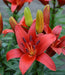 Lilium Asiatic Blushing Joy Red Flower Bulbs (Pack of 10) - CGASPL