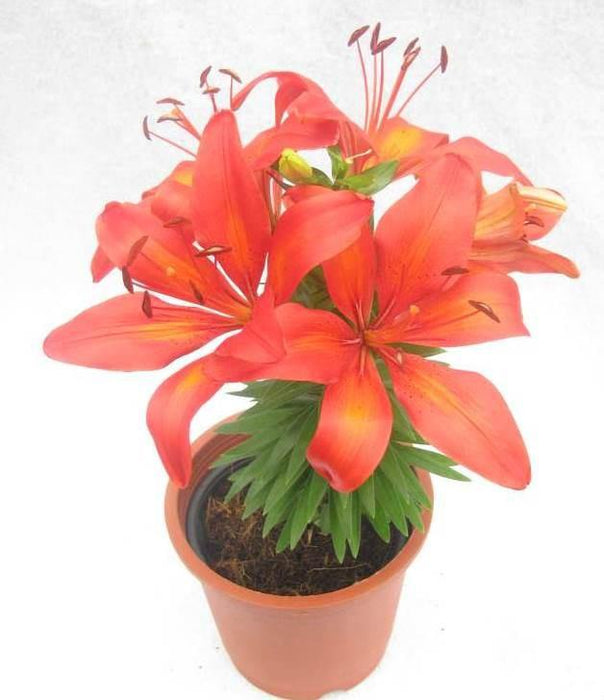 Lilium Asiatic Burning Joy Orange Flower Bulbs (Pack of 10) - CGASPL