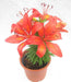 Lilium Asiatic Burning Joy Orange Flower Bulbs (Pack of 10) - CGASPL