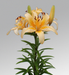 Lilium Asiatic Freckled Joy Salmon Flower Bulbs (Pack of 10) - CGASPL