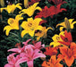 Lilium Asiatic Mixed Color Flower Bulbs (Pack of 10 Bulbs) - CGASPL