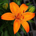 Lilium Asiatic Orange Flower Bulbs (Pack of 10) - CGASPL
