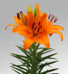 Lilium Asiatic Orange Joy Orange Flower Bulbs (Pack of 10) - CGASPL