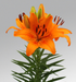 Lilium Asiatic Orange Joy Orange Flower Bulbs (Pack of 10) - CGASPL