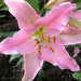 Lilium Asiatic Pink Flower Bulbs (Pack of 10) - CGASPL