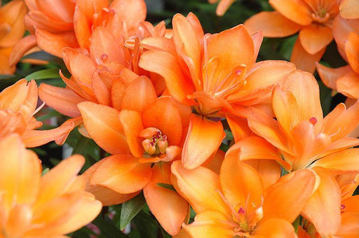 Lilium Asiatic Tiny Double you Orange Flower Bulbs (Pack of 10) - CGASPL