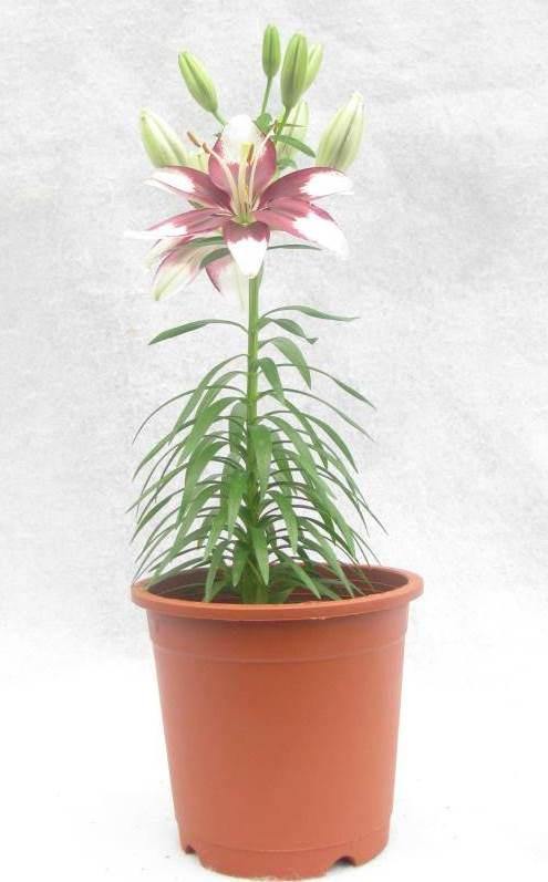 tiny padhye asiatic lily Lilium Asiatic Tiny Padhye Airbrushed Flower Bulbs (Pack of 10) – ChhajedGarden.com