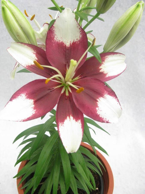 asiatic lily tiny padhye Lilium Asiatic Tiny Padhye Airbrushed Flower Bulbs (Pack of 10)