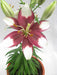 Lilium Asiatic Tiny Padhye Airbrushed Flower Bulbs (Pack of 10) - CGASPL