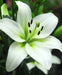 Lilium Asiatic White Flower Bulbs (Pack of 10) - CGASPL