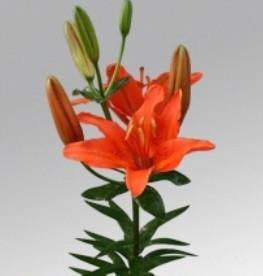 Lilium Asiatic Winning Joy Orange Flower Bulbs (Pack of 10) - CGASPL