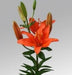 Lilium Asiatic Winning Joy Orange Flower Bulbs (Pack of 10) - CGASPL