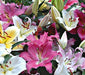 Lilium Oriental Mixed Flower Bulbs (Pack of 10 Bulbs) - CGASPL