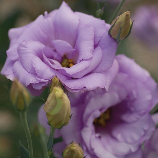 Lisianthus Mariachi Lavender Flower Seeds - ChhajedGarden.com