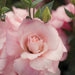 Lisianthus Mariachi Pink Flower Seeds - ChhajedGarden.com