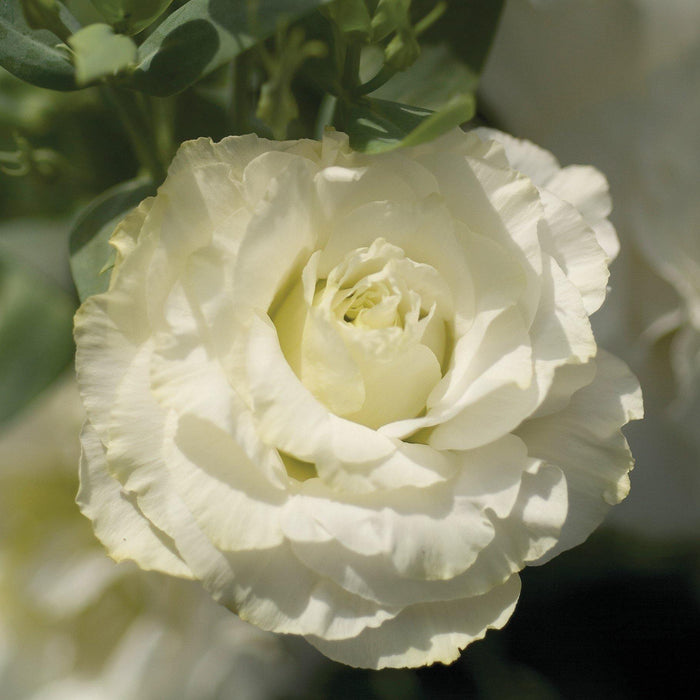 Lisianthus Mariachi Pure White Flower Seeds - ChhajedGarden.com