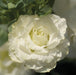 Lisianthus Mariachi Pure White Flower Seeds - ChhajedGarden.com