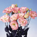Lisianthus (Eustoma) Echo Champagne Flower Seeds - CGASPL