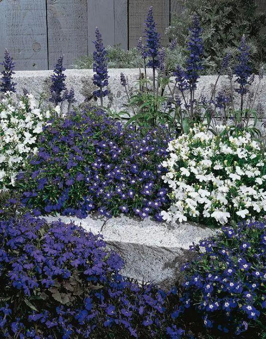 Lobelia Erinus Palace Mix Flower Seeds - CGASPL