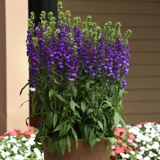 Lobelia Speciosa Starship Blue Flower Seeds - CGASPL