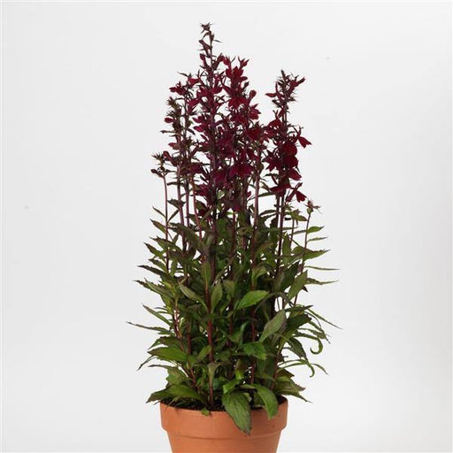 Lobelia Speciosa Starship Burgundy Flower Seeds - CGASPL