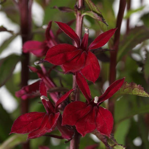 Lobelia Speciosa Starship Burgundy Flower Seeds - CGASPL