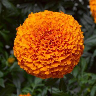 Marigold African Inca II Deep Orange Flower Seeds - ChhajedGarden.com