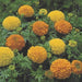 Marigold African Inca II Mix Flower Seeds - ChhajedGarden.com