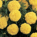 Marigold African Inca II Yellow Flower Seeds - ChhajedGarden.com